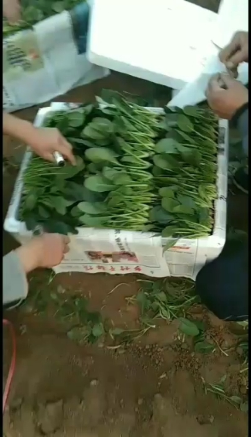 山东惠民大棚优质菠菜继续发货中！保质保量，全国供货