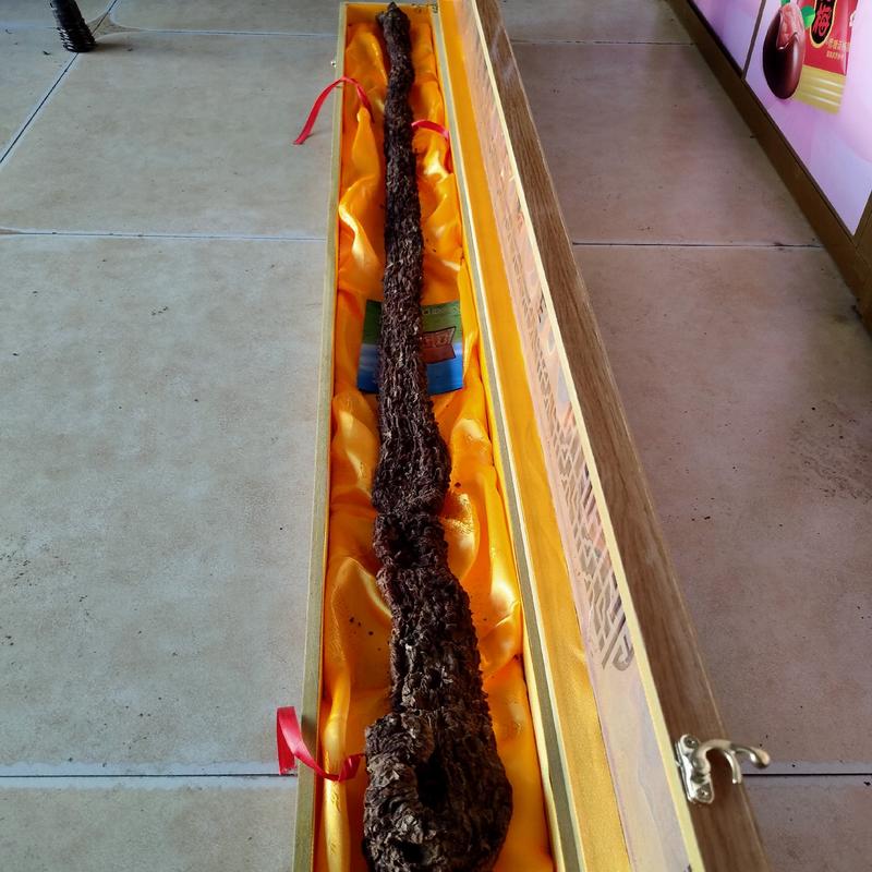 内蒙古阿拉善野生肉苁蓉1米以上大苁蓉顺丰包邮可视频挑货