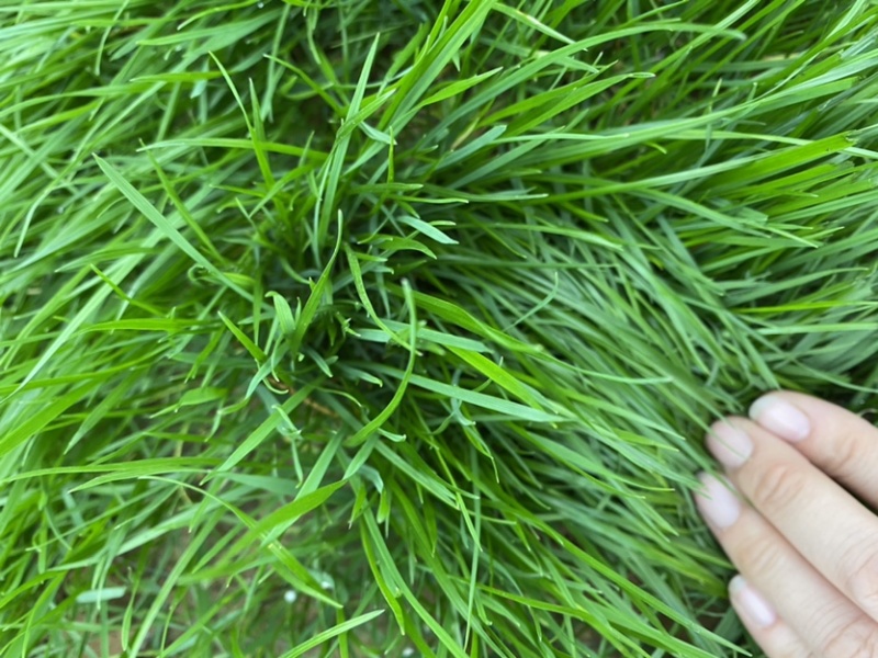 高羊茅进口草籽，耐践踏绿期长，发芽率高，全国发货