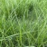高羊茅进口草籽，耐践踏绿期长，发芽率高，全国发货