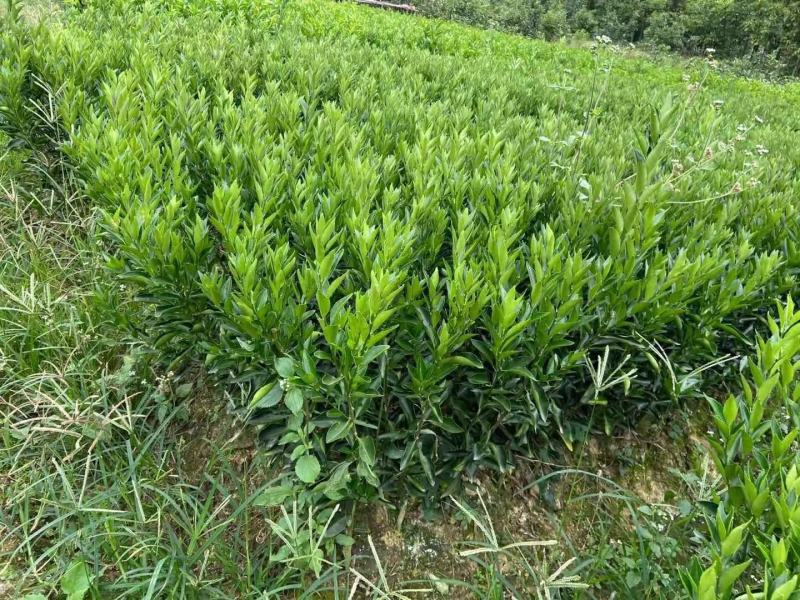新会柑苗四会柑苗橙皮苗茶柑苗剥皮柑苗红柠檬砧木新会柑苗