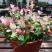 花叶络石花苗盆栽室内阳台庭院花园四季垂吊兰彩叶耐寒热植物
