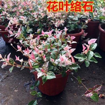 花叶络石花苗盆栽室内阳台庭院花园四季垂吊兰彩叶耐寒热植物