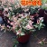 花叶络石花苗盆栽室内阳台庭院花园四季垂吊兰彩叶耐寒热植物