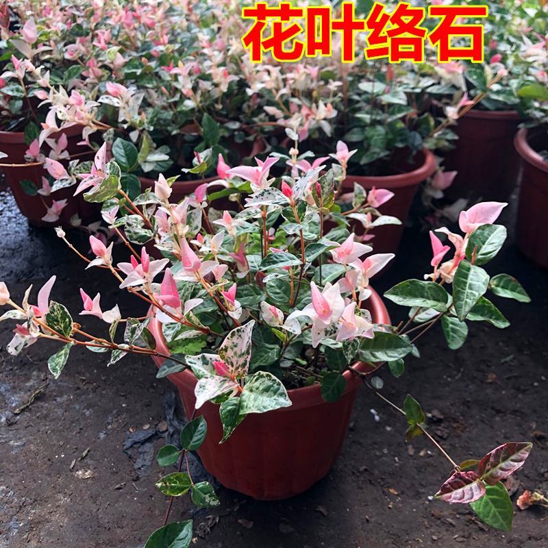 花叶络石花苗盆栽室内阳台庭院花园四季垂吊兰彩叶耐寒热植物