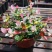 花叶络石花苗盆栽室内阳台庭院花园四季垂吊兰彩叶耐寒热植物