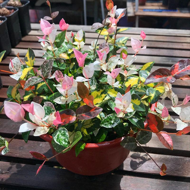 花叶络石花苗盆栽室内阳台庭院花园四季垂吊兰彩叶耐寒热植物