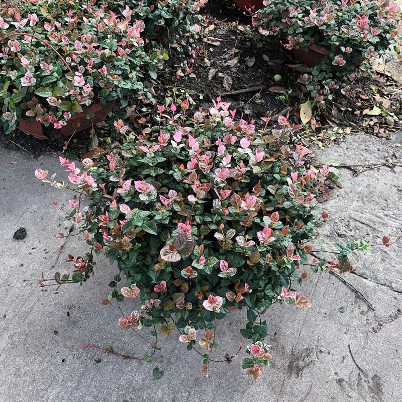 花叶络石花苗盆栽室内阳台庭院花园四季垂吊兰彩叶耐寒热植物