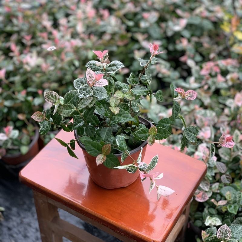 花叶络石花苗盆栽室内阳台庭院花园四季垂吊兰彩叶耐寒热植物