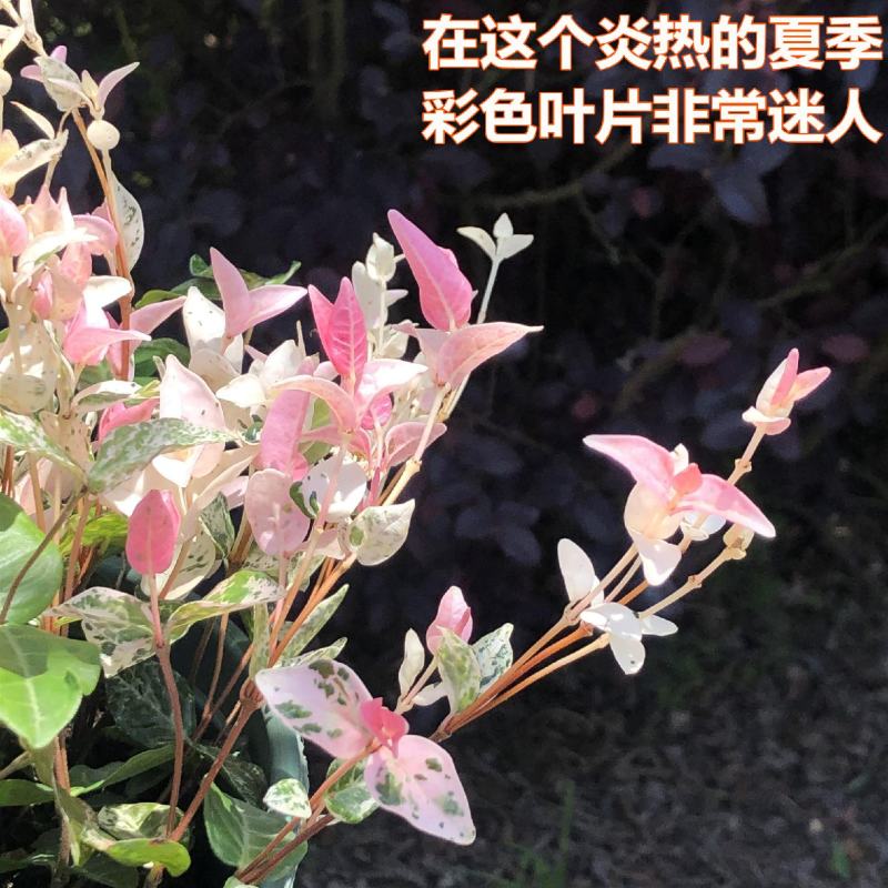 花叶络石花苗盆栽室内阳台庭院花园四季垂吊兰彩叶耐寒热植物