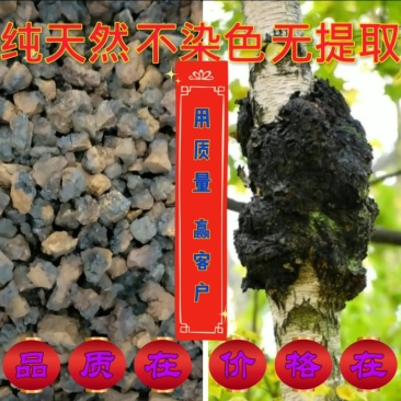 东北纯野生桦树茸无染色，无提取无添加，产地批发一手货源