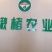 构树，杂交构树101。