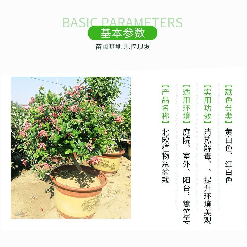 金银花树苗庭院阳台绿植金银花盆栽老桩室内客厅盆景带花