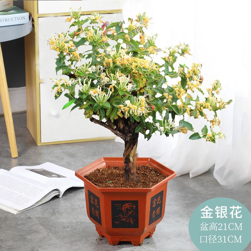 金银花树苗庭院阳台绿植金银花盆栽老桩室内客厅盆景带花