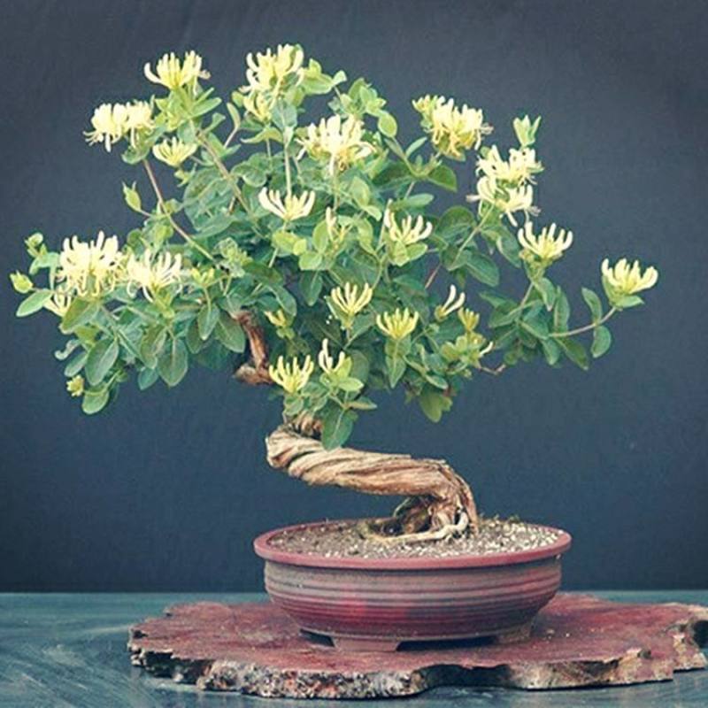 金银花树苗庭院阳台绿植金银花盆栽老桩室内客厅盆景带花
