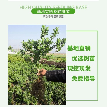 金银花树苗庭院阳台绿植金银花盆栽老桩室内客厅盆景带花