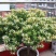 金银花树苗庭院阳台绿植金银花盆栽老桩室内客厅盆景带花