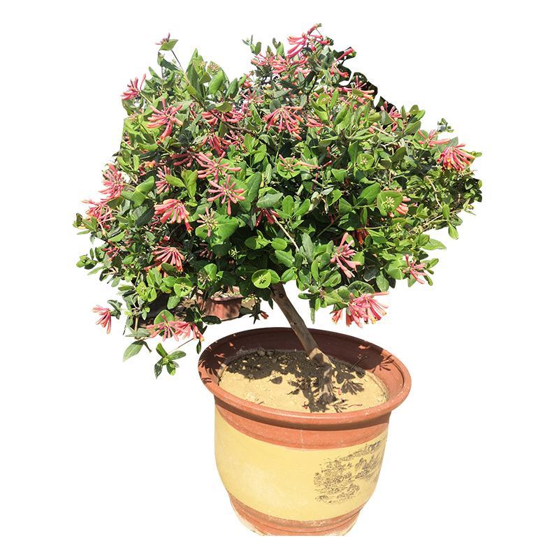 金银花树苗庭院阳台绿植金银花盆栽老桩室内客厅盆景带花