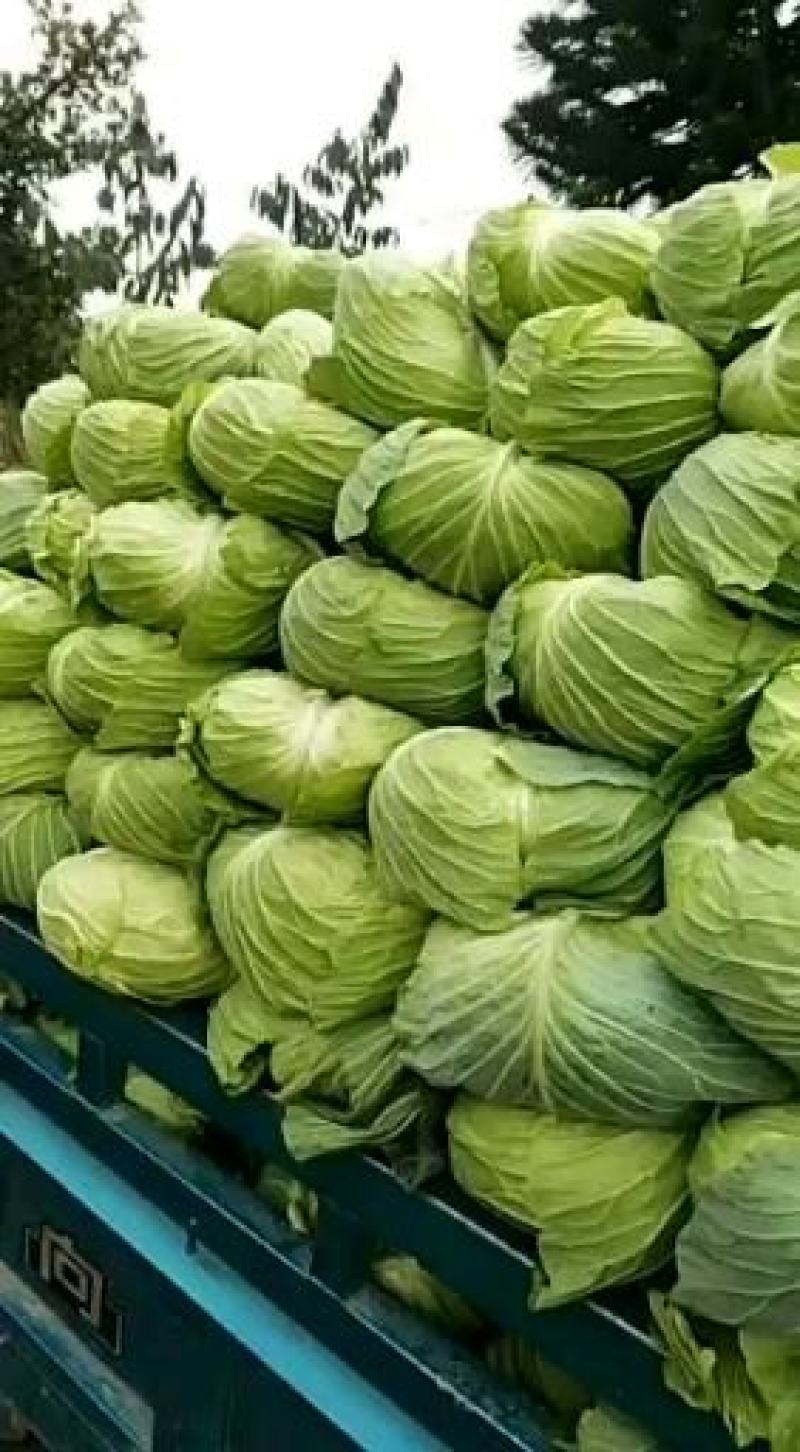 圆白莱，颜色好，质量保证