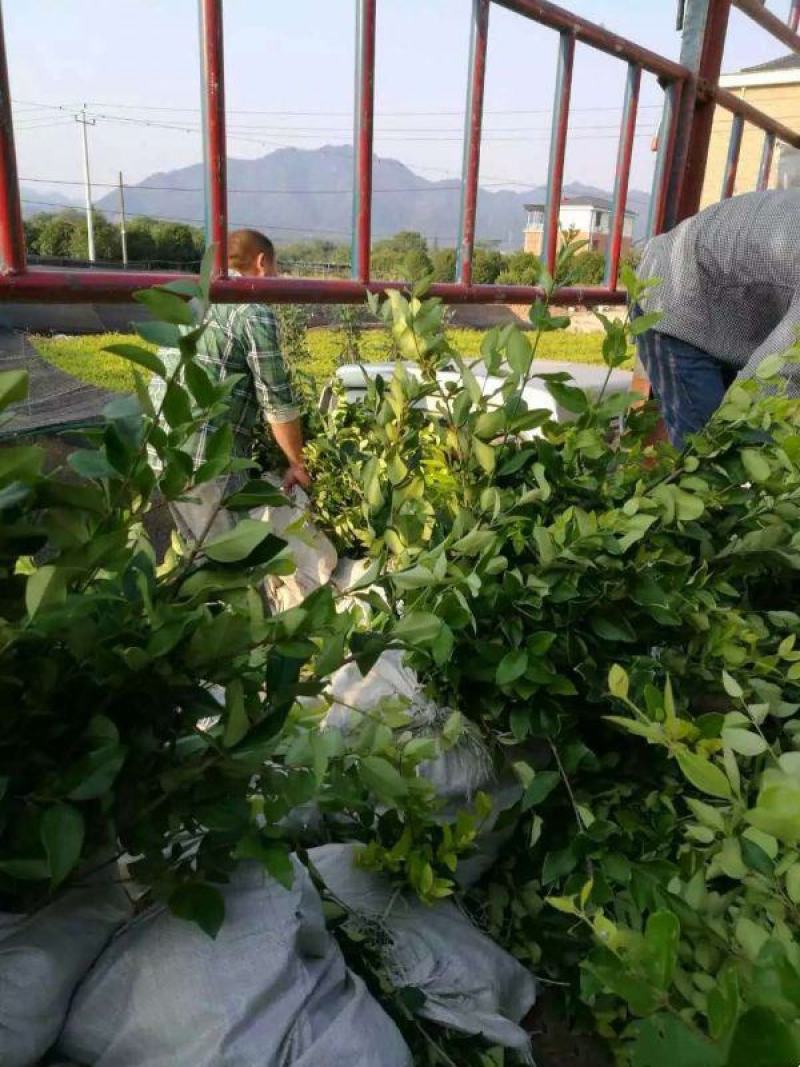 常年批发供应金森女贞价格优惠大小杯容器苗袋苗生长旺盛分枝