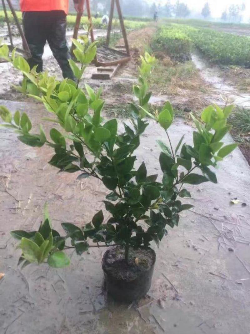 常年批发供应金森女贞价格优惠大小杯容器苗袋苗生长旺盛分枝