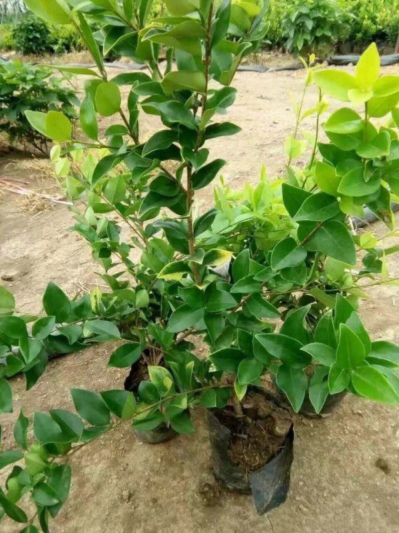 常年批发供应金森女贞价格优惠大小杯容器苗袋苗生长旺盛分枝