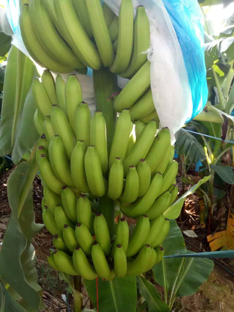 粉蕉巴西抗菌苗批发