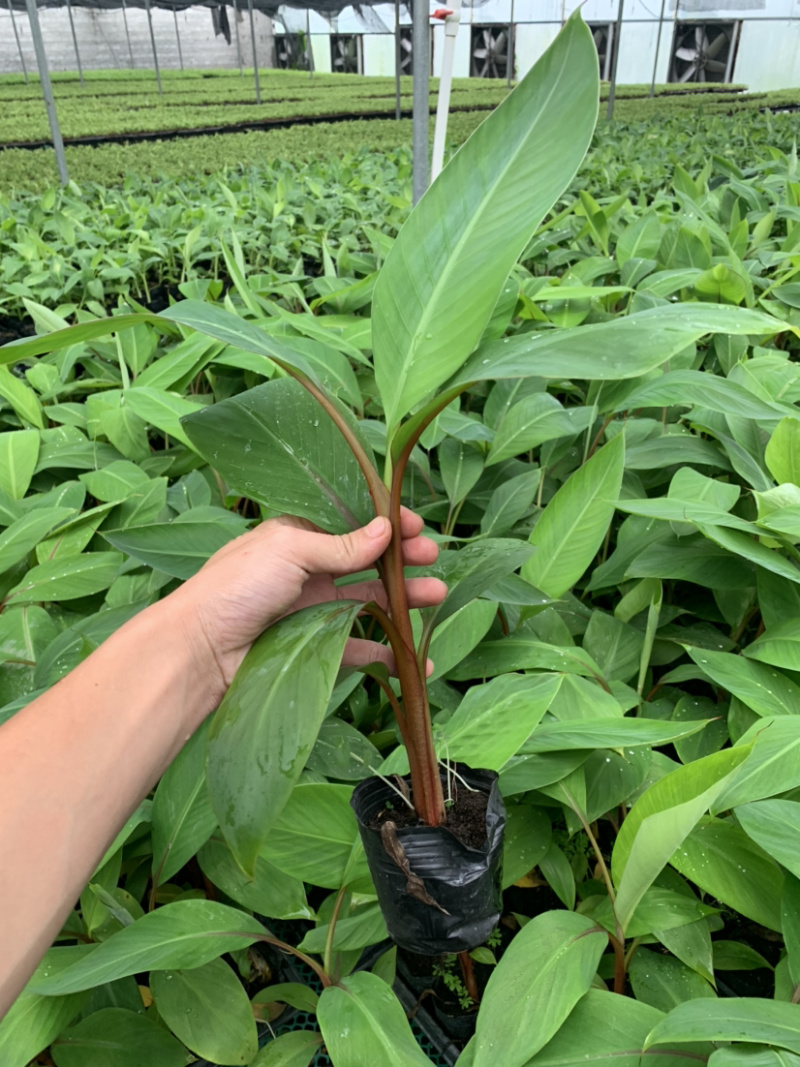 粉蕉巴西抗菌苗批发