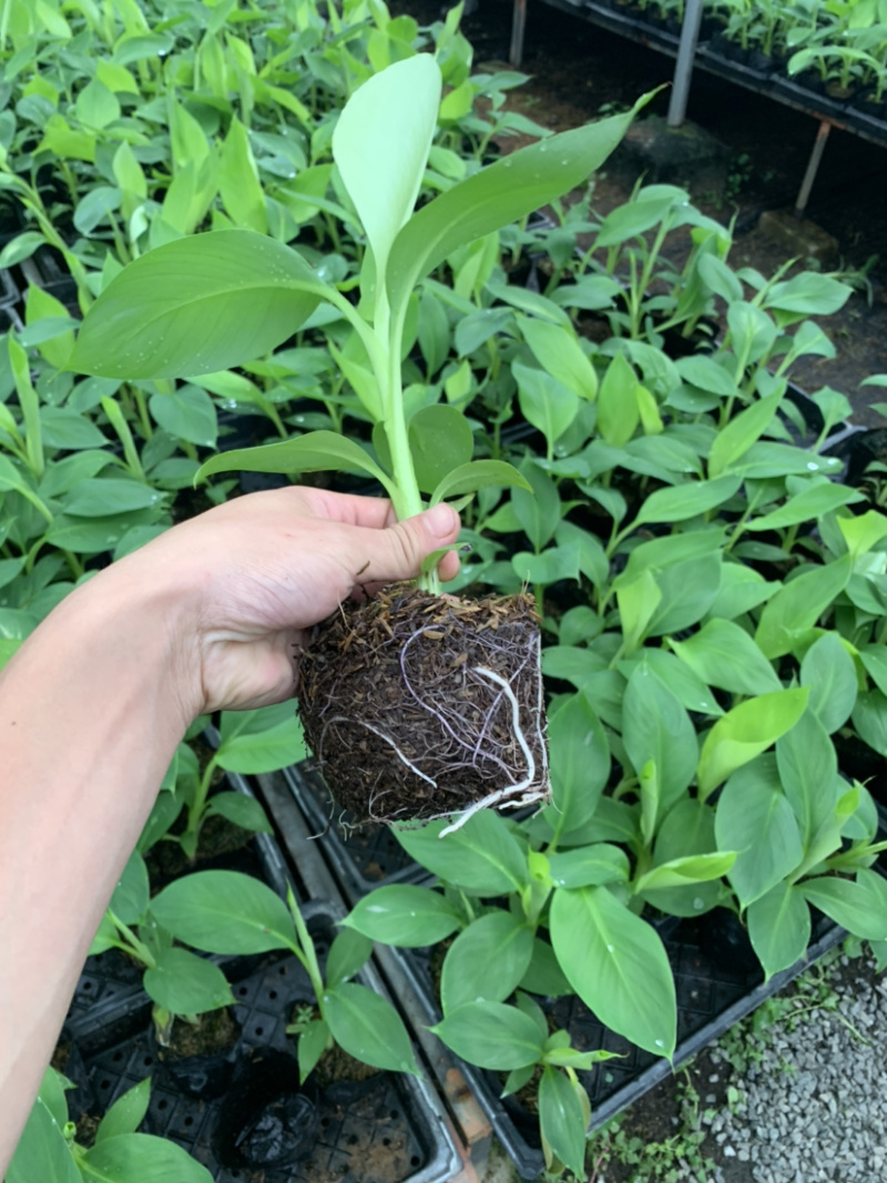 粉蕉巴西抗菌苗批发