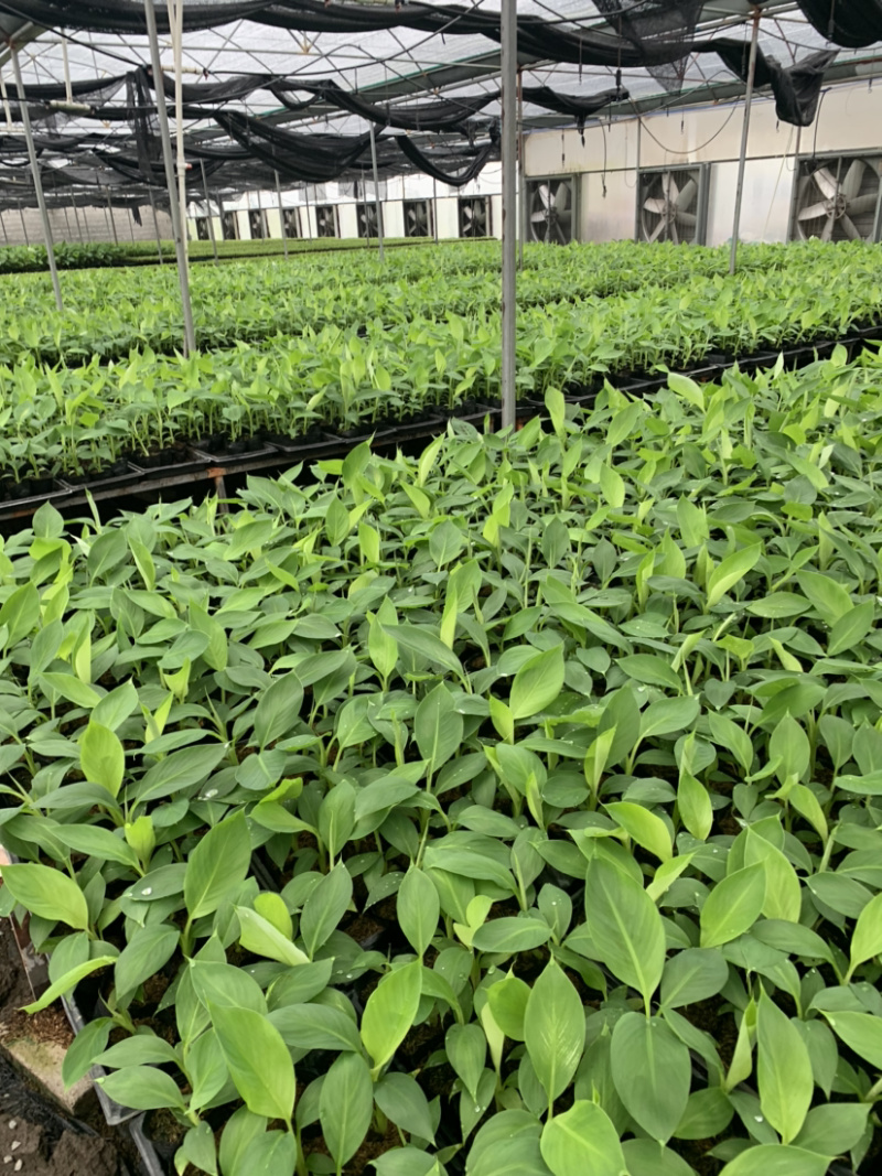 粉蕉巴西抗菌苗批发