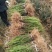 四川绵阳红豆杉小苗，苗木种苗货优量足价格低欢迎进店选购！