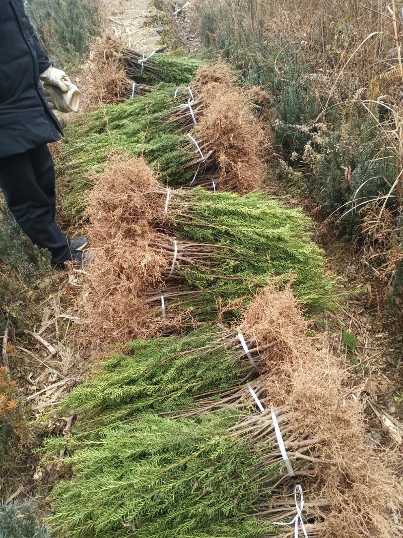 四川绵阳红豆杉小苗，苗木种苗货优量足价格低欢迎进店选购！