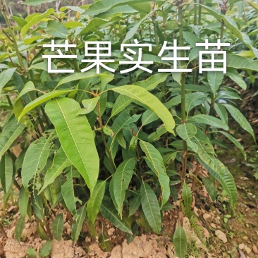 芒果苗直生苗可以嫁接自己想要的芒果品种