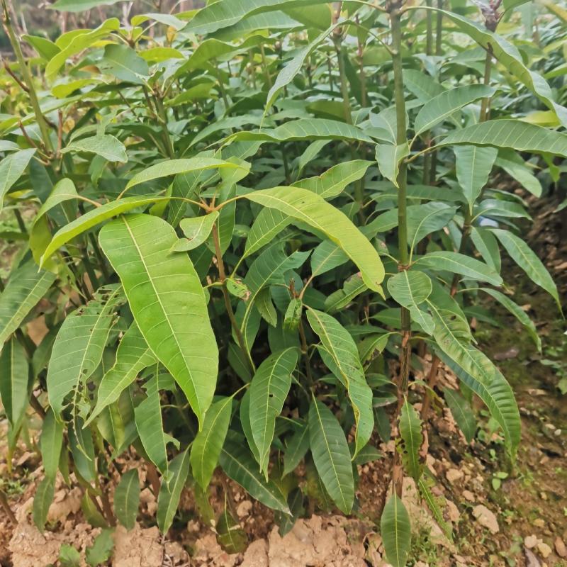 芒果苗直生苗可以嫁接自己想要的芒果品种