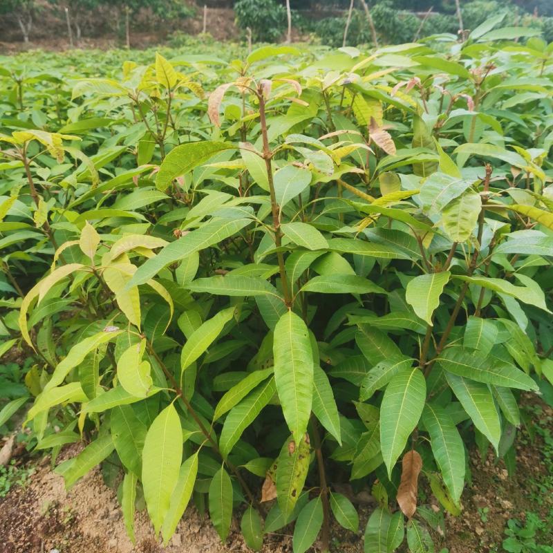 芒果苗直生苗可以嫁接自己想要的芒果品种