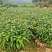 芒果苗直生苗可以嫁接自己想要的芒果品种