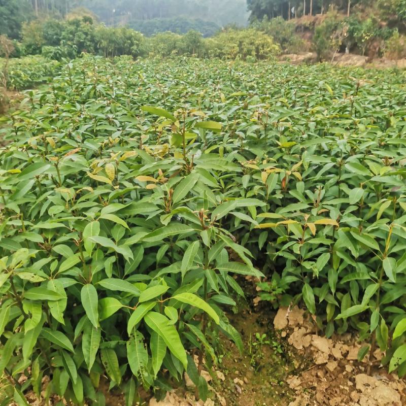 芒果苗直生苗可以嫁接自己想要的芒果品种
