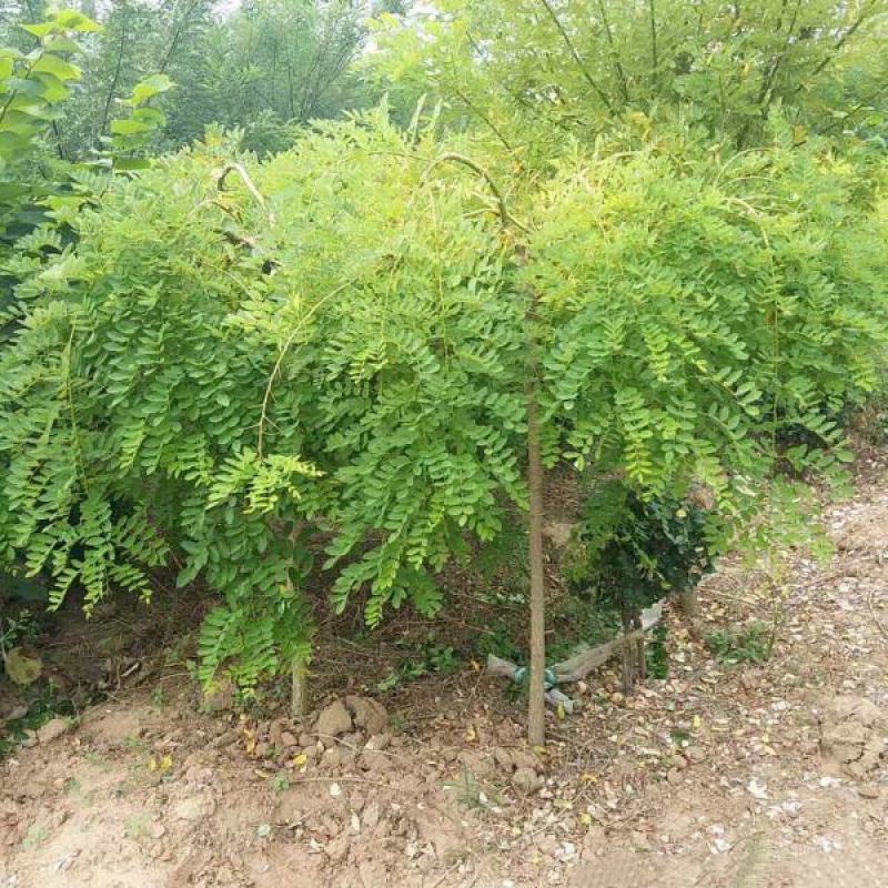 垂槐基地常年批发供应垂槐价格优惠规格齐全成活率好