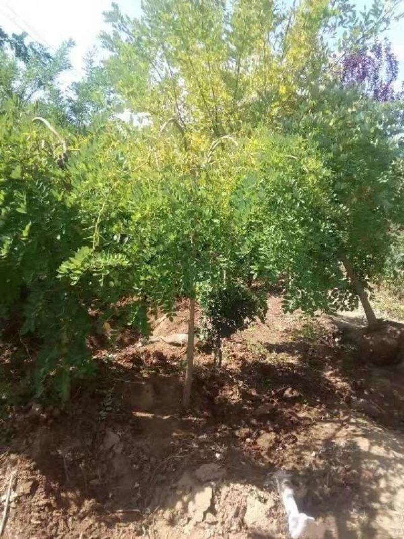 垂槐基地常年批发供应垂槐价格优惠规格齐全成活率好