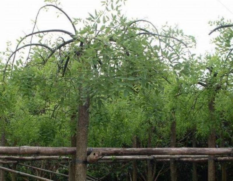 垂槐基地常年批发供应垂槐价格优惠规格齐全成活率好