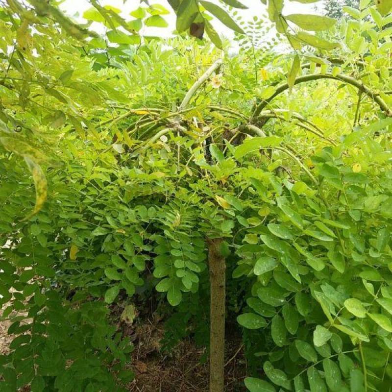 垂槐基地常年批发供应垂槐价格优惠规格齐全成活率好
