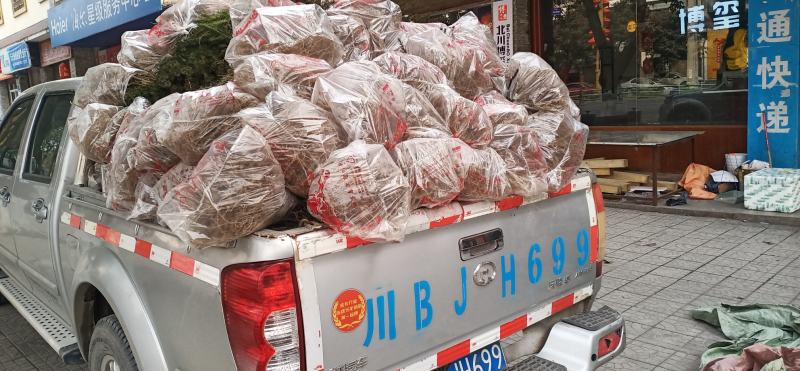 四川绵阳红豆杉小苗，苗木种苗货优量足价格低欢迎进店选购！