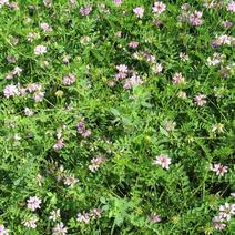 小冠花可边坡绿化可观赏固氮能力强可做绿肥