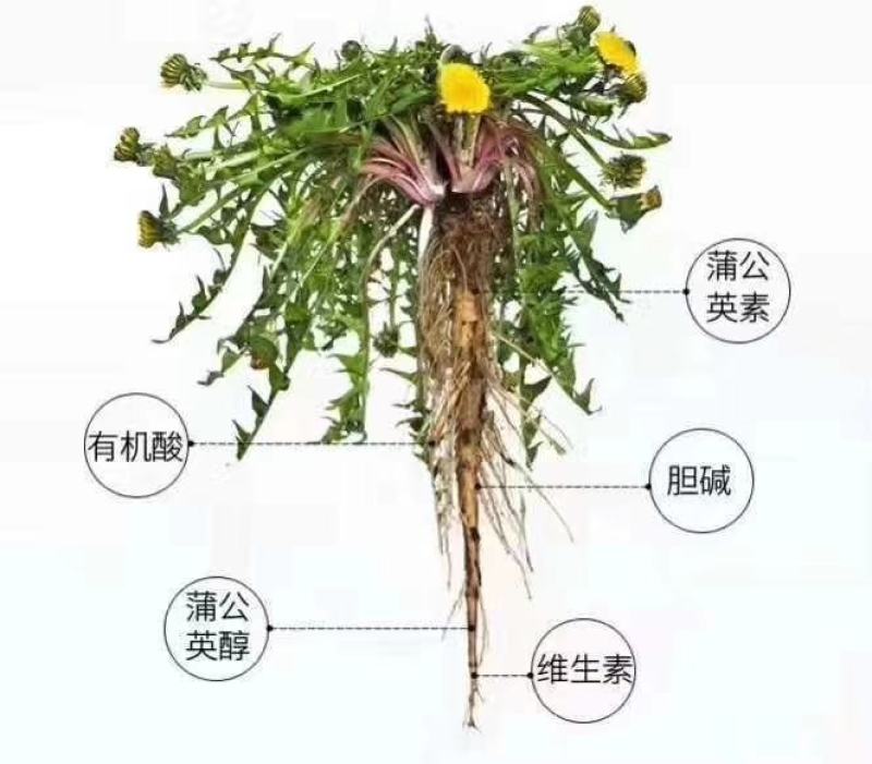 长白山野生蒲公英根，一瓶半斤250克，两瓶一斤，常年有货