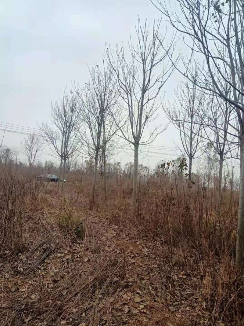 6到18楸树量大几万棵量大供应！菏泽本地货源需要的联系我