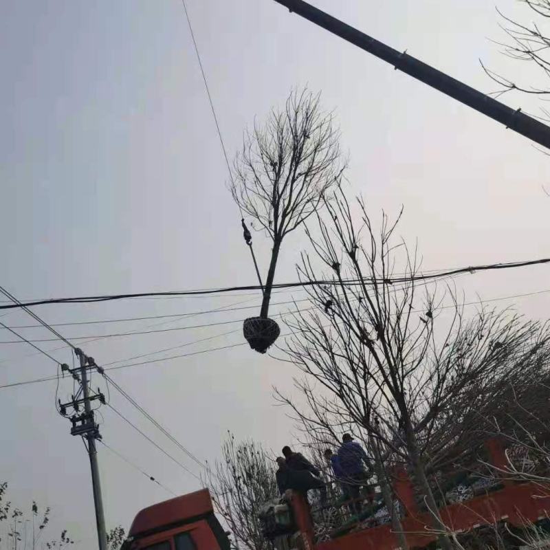 6到18楸树量大几万棵量大供应！菏泽本地货源需要的联系我