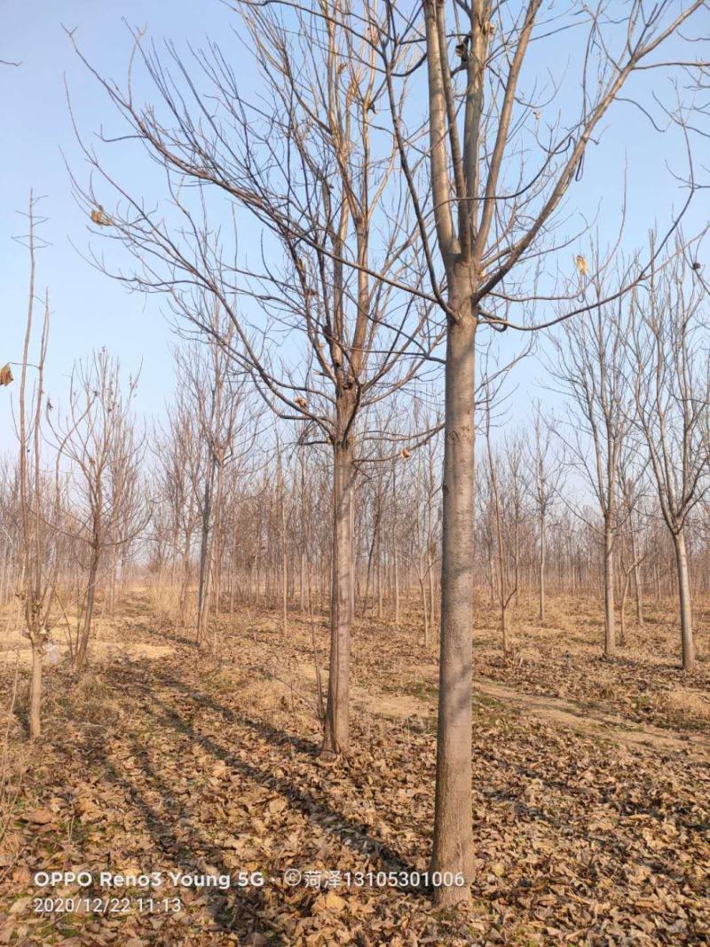 6到18楸树量大几万棵量大供应！菏泽本地货源需要的联系我