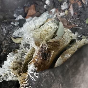 自己去大山里找的纯野生土蜜。高浓度品质保证。