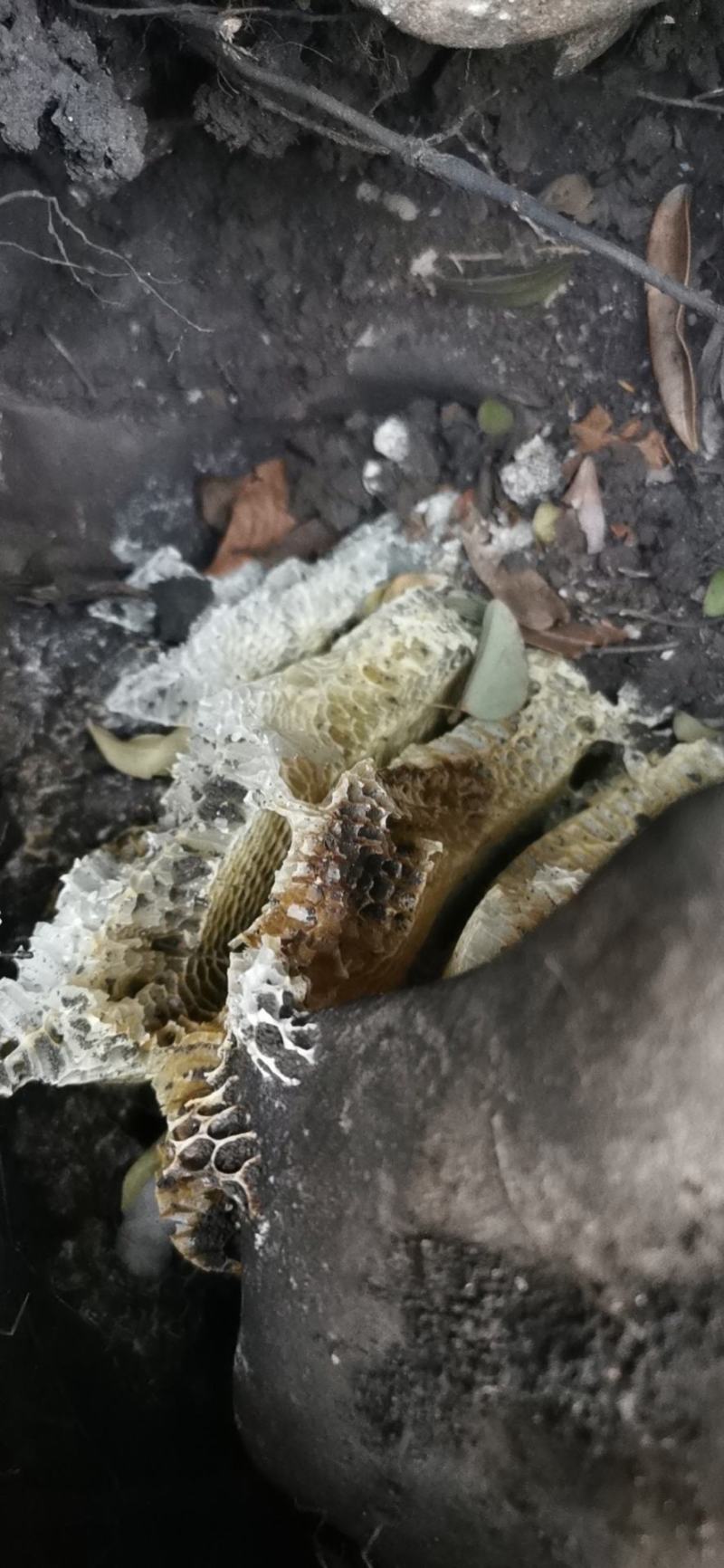 自己去大山里找的纯野生土蜜。高浓度品质保证。