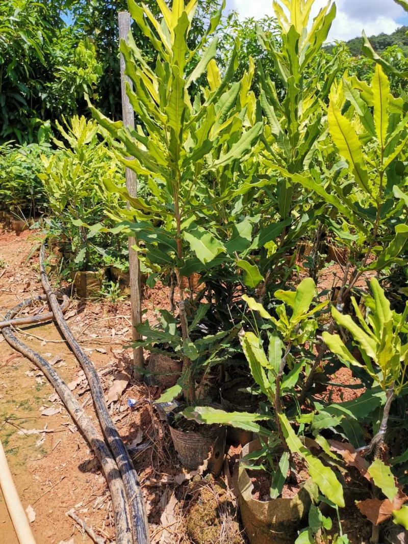 嫁接澳洲坚果苗桂热一号夏威夷果苗，带土带叶基地直供包邮